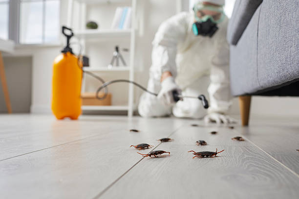Commercial Rodent Management in Rouse